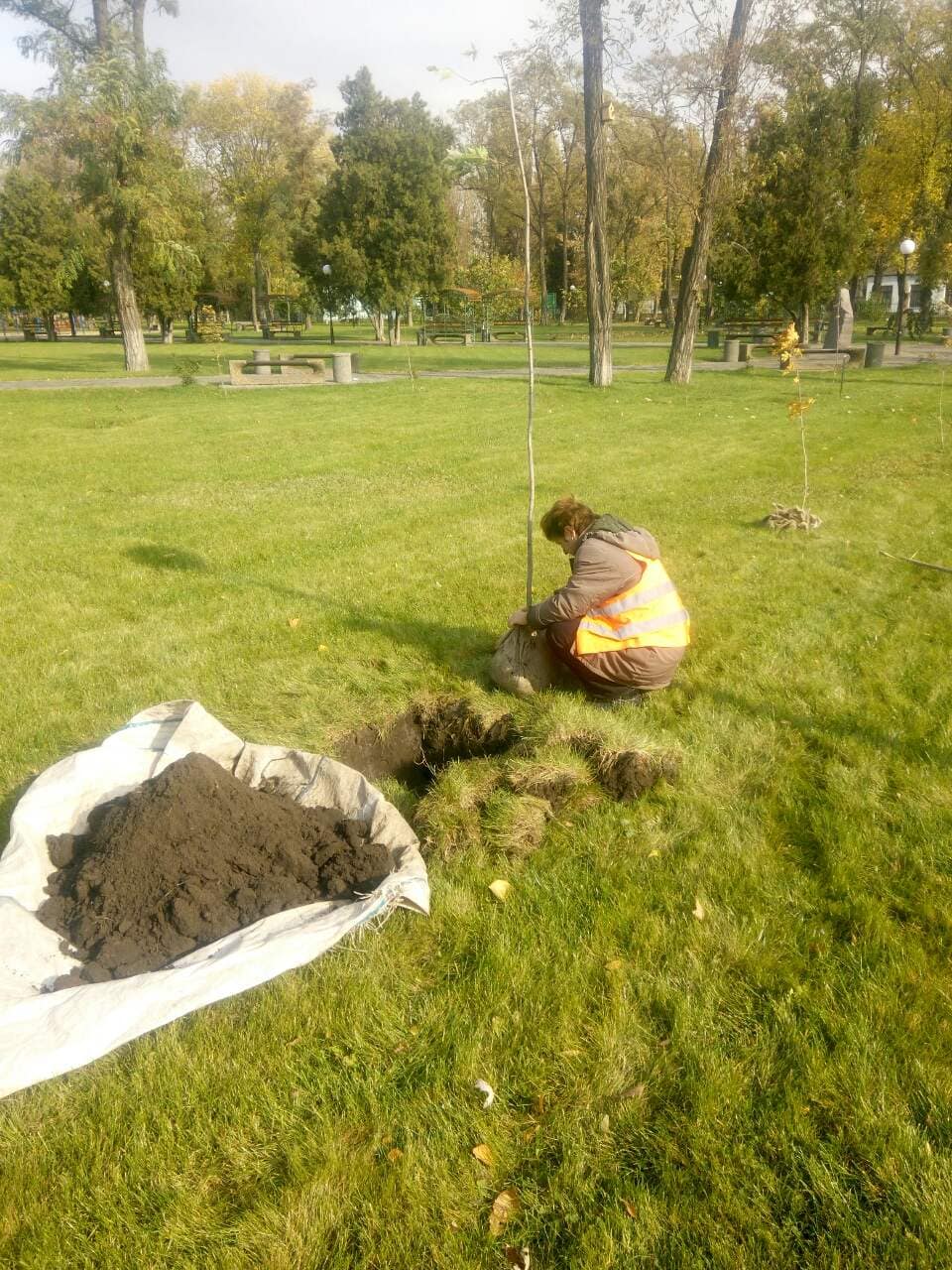 у центральному парку висадили канадські клени. Зображення 2