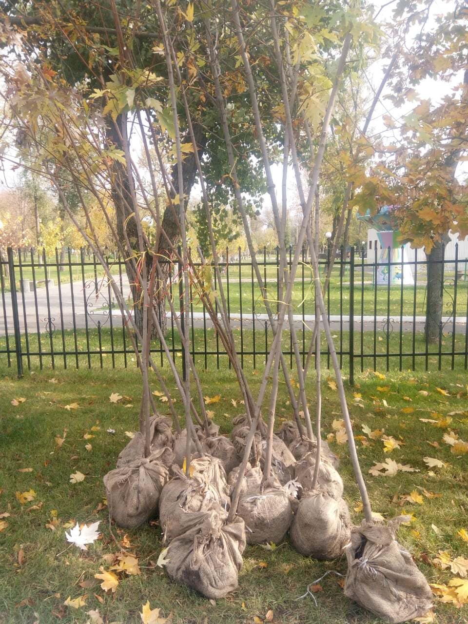 у центральному парку висадили канадські клени. Зображення 3