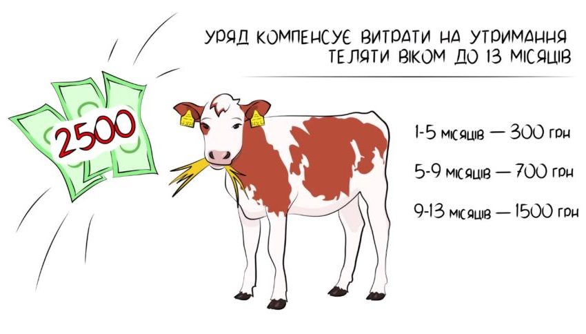 друга хвиля отримання дотацій за молодняк великої рогатої худоби фізичним особам!. Зображення 1